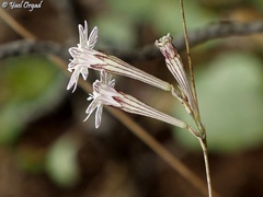 Silene reinwardtii