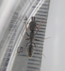 Odontomachus haematodus