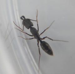 Odontomachus haematodus