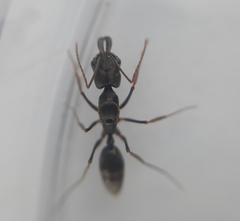 Odontomachus haematodus