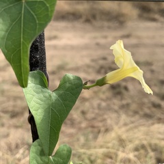 Ipomoea obscura obscura
