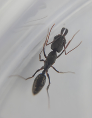 Odontomachus haematodus