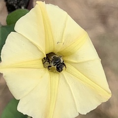Ipomoea obscura obscura