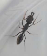 Odontomachus haematodus