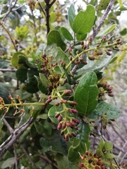 Notanthera heterophyllus