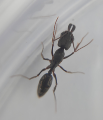 Odontomachus haematodus