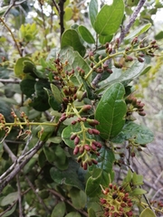 Notanthera heterophyllus