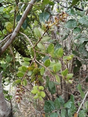 Notanthera heterophyllus