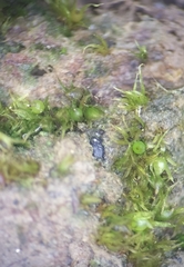 Ephemerum recurvifolium