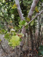 Notanthera heterophyllus