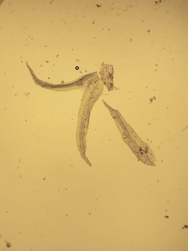 Image of Ephemerum recurvifolium by (c) George Greiff, some rights reserved (CC BY)