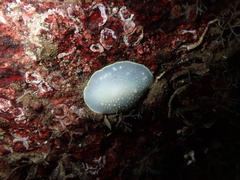 Cadlina