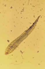 Ephemerum recurvifolium