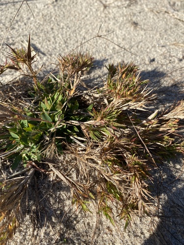 hemlock panic grass (Dichanthelium columbianum)