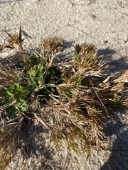 Dichanthelium columbianum
