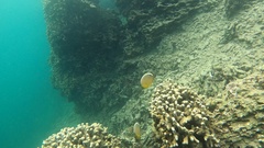 Chaetodon