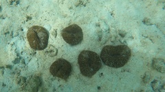 Lobactis scutaria