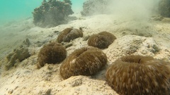 Lobactis scutaria