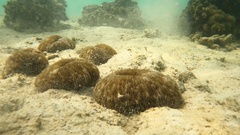 Lobactis scutaria