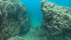 Chaetodon