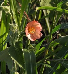 Callianthe pauciflora
