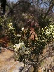 Colletia hystrix