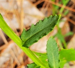 Lobelia brevifolia