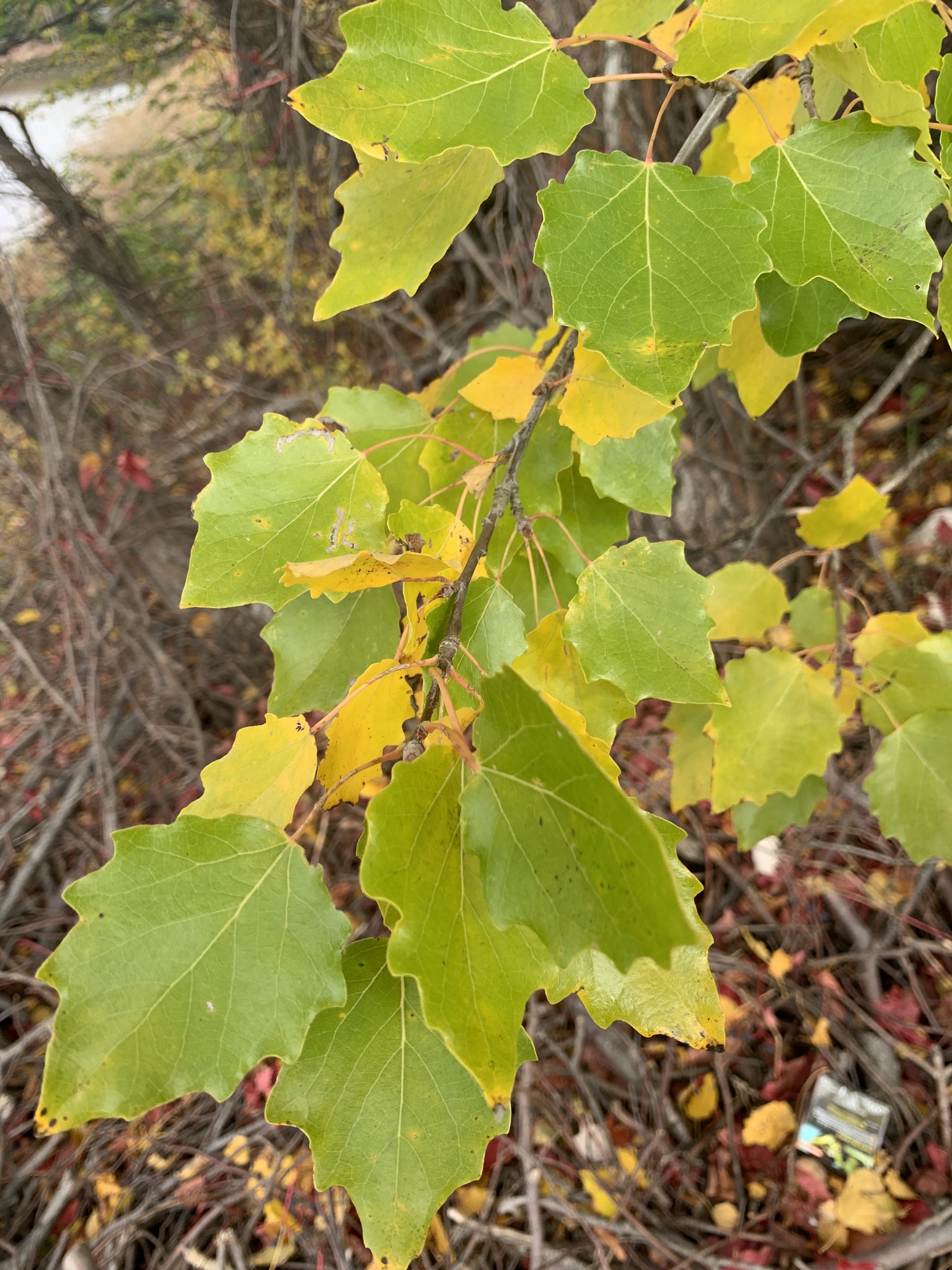 Populus X canescens