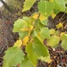 Populus × canescens - Photo (c) Robert W. Harding,  זכויות יוצרים חלקיות (CC BY-NC), הועלה על ידי Robert W. Harding