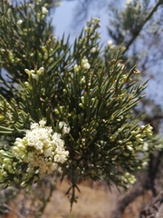 Colletia hystrix