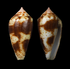 Conus boeticus