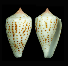 Conus boeticus