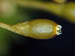 Ulota coarctata