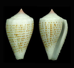 Conus boeticus