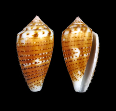 Conus boeticus