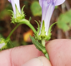 Lobelia brevifolia