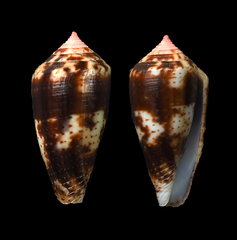 Conus boeticus
