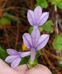 Lobelia brevifolia