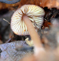 Mycena atkinsoniana