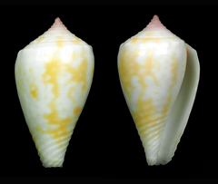 Conus boeticus