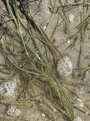 Syringodium filiforme