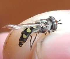 Austroscaeva