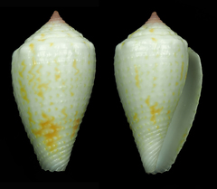 Conus boeticus