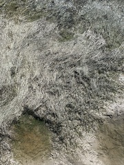 Syringodium filiforme