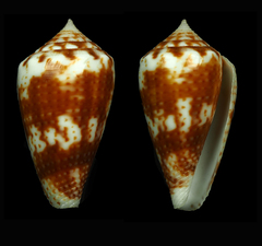 Conus boeticus