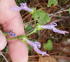 Lobelia brevifolia