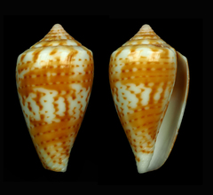 Conus boeticus