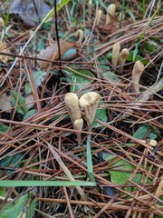 Clavariadelphus americanus