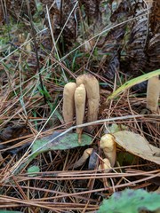 Clavariadelphus americanus