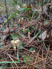 Clavariadelphus americanus